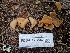  ( - FDS-CA-02102)  @11 [ ] by (2024) Mandy Hackney Fungal Diversity Survey