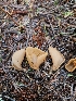  ( - FDS-CA-02102)  @11 [ ] by (2024) Mandy Hackney Fungal Diversity Survey
