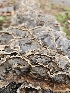  ( - FDS-CA-02105)  @11 [ ] by (2024) Mandy Hackney Fungal Diversity Survey