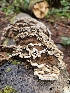  ( - FDS-CA-02105)  @11 [ ] by (2024) Mandy Hackney Fungal Diversity Survey