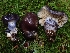  ( - FDS-CA-02199)  @11 [ ] by (2024) Mandy Hackney Fungal Diversity Survey