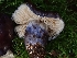  ( - FDS-CA-02199)  @11 [ ] by (2024) Mandy Hackney Fungal Diversity Survey