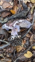  ( - FDS-CA-01706)  @11 [ ] c (2024) Michelle C. Torres-Grant Fungal Diversity Survey