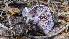  ( - FDS-CA-01706)  @11 [ ] c (2024) Michelle C. Torres-Grant Fungal Diversity Survey