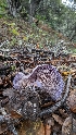  ( - FDS-CA-01706)  @11 [ ] c (2024) Michelle C. Torres-Grant Fungal Diversity Survey