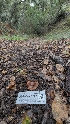  (Cortinarius sp. CA61 - FDS-CA-01707)  @11 [ ] c (2024) Michelle C. Torres-Grant Fungal Diversity Survey