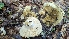  ( - FDS-CA-01708)  @11 [ ] c (2024) Michelle C. Torres-Grant Fungal Diversity Survey
