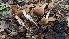  ( - FDS-CA-01709)  @11 [ ] c (2024) Michelle C. Torres-Grant Fungal Diversity Survey