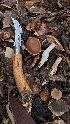  ( - FDS-CA-01709)  @11 [ ] c (2024) Michelle C. Torres-Grant Fungal Diversity Survey