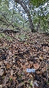  ( - FDS-CA-01709)  @11 [ ] c (2024) Michelle C. Torres-Grant Fungal Diversity Survey