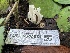  ( - FDS-CA-00581)  @11 [ ] by-nc (2024) Damon Tighe Fungal Diversity Survey