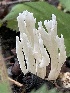  (Clavulina sp. rugosa-CA01 - FDS-CA-00581)  @11 [ ] by-nc (2024) Damon Tighe Fungal Diversity Survey