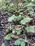  ( - FDS-CA-00581)  @11 [ ] by-nc (2024) Damon Tighe Fungal Diversity Survey