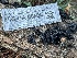  ( - FDS-CA-00582)  @11 [ ] by-nc (2024) Damon Tighe Fungal Diversity Survey
