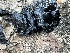 ( - FDS-CA-00582)  @11 [ ] by-nc (2024) Damon Tighe Fungal Diversity Survey