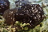  ( - FDS-CA-00582)  @11 [ ] by-nc (2024) Damon Tighe Fungal Diversity Survey