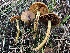  ( - FDS-CA-00583)  @11 [ ] by-nc (2024) Damon Tighe Fungal Diversity Survey