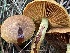  ( - FDS-CA-00583)  @11 [ ] by-nc (2024) Damon Tighe Fungal Diversity Survey