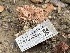  ( - FDS-CA-00578)  @11 [ ] by-nc (2024) Damon Tighe Fungal Diversity Survey