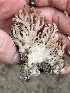  (Clavulina sp. CA01 - FDS-CA-00578)  @11 [ ] by-nc (2024) Damon Tighe Fungal Diversity Survey