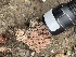  ( - FDS-CA-00578)  @11 [ ] by-nc (2024) Damon Tighe Fungal Diversity Survey