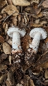  ( - FDS-CA-01728)  @11 [ ] c (2024) Michelle C. Torres-Grant Fungal Diversity Survey