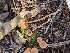  ( - FDS-CA-01342)  @11 [ ] by-nc (2024) Stu Pickell Fungal Diversity Survey