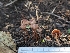  ( - FDS-CA-01342)  @11 [ ] by-nc (2024) Stu Pickell Fungal Diversity Survey