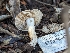  ( - FDS-CA-01343)  @11 [ ] by-nc (2024) Stu Pickell Fungal Diversity Survey