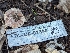  ( - FDS-CA-01343)  @11 [ ] by-nc (2024) Stu Pickell Fungal Diversity Survey