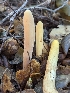 (Clavariadelphus sp. CA02 - FDS-CA-01346)  @11 [ ] by-nc (2024) Stu Pickell Fungal Diversity Survey