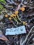  ( - FDS-CA-01350)  @11 [ ] by-nc (2024) Stu Pickell Fungal Diversity Survey