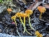  ( - FDS-CA-01350)  @11 [ ] by-nc (2024) Stu Pickell Fungal Diversity Survey