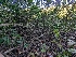  ( - FDS-CA-01351)  @11 [ ] by-nc (2024) Stu Pickell Fungal Diversity Survey