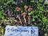  ( - FDS-CA-01353)  @11 [ ] by-nc (2024) Stu Pickell Fungal Diversity Survey