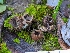  (Geopora sp. sepulta-CA01 - FDS-CA-01355)  @11 [ ] by-nc (2024) Stu Pickell Fungal Diversity Survey