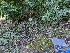 ( - FDS-CA-01355)  @11 [ ] by-nc (2024) Stu Pickell Fungal Diversity Survey