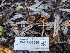  ( - FDS-CA-01356)  @11 [ ] by-nc (2024) Stu Pickell Fungal Diversity Survey
