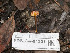 ( - FDS-CA-01351)  @11 [ ] by-nc (2024) Stu Pickell Fungal Diversity Survey