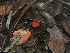  ( - FDS-CA-01351)  @11 [ ] by-nc (2024) Stu Pickell Fungal Diversity Survey