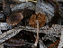  (Cortinarius castaneus - FDS-CA-01356)  @11 [ ] by-nc (2024) Stu Pickell Fungal Diversity Survey