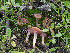  ( - FDS-CA-01353)  @11 [ ] by-nc (2024) Stu Pickell Fungal Diversity Survey