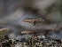  ( - FDS-CA-01352)  @11 [ ] by-nc (2024) Stu Pickell Fungal Diversity Survey