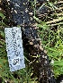  ( - FDS-CA-01976)  @11 [ ] by-nc (2024) Aaron Tupac Fungal Diversity Survey