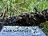  ( - FDS-CA-01976)  @11 [ ] by-nc (2024) Aaron Tupac Fungal Diversity Survey