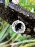  (Cyathus - FDS-CA-01976)  @11 [ ] by-nc (2024) Aaron Tupac Fungal Diversity Survey