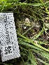  ( - FDS-CA-01975)  @11 [ ] by-nc (2024) Aaron Tupac Fungal Diversity Survey