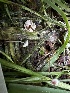  ( - FDS-CA-01975)  @11 [ ] by-nc (2024) Aaron Tupac Fungal Diversity Survey