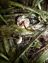  ( - FDS-CA-01975)  @11 [ ] by-nc (2024) Aaron Tupac Fungal Diversity Survey