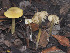  ( - FDS-CA-01349)  @11 [ ] by-nc (2024) Stu Pickell Fungal Diversity Survey